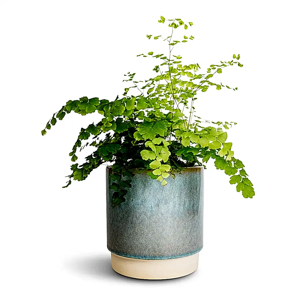 Adiantum Fragrans - Delta Maidenhair Fern & Copenhagen Plant Pot - Aqua