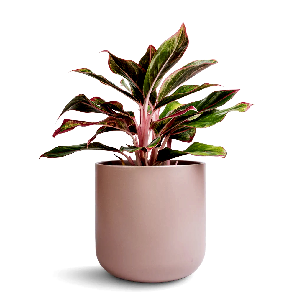 Aglaonema Crete - Chinese Evergreen & Lisbon Plant Pot - Pink Clay