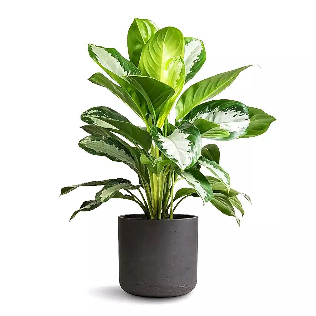Aglaonema Diamond Bay - Chinese Evergreen & Charlie Plant Pot - Black Washed