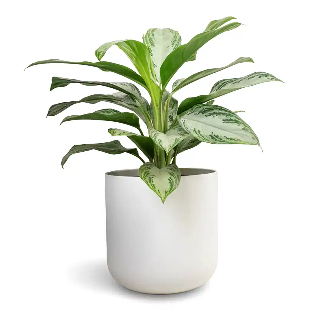 Aglaonema Silver Bay - Chinese Evergreen & Lisbon Plant Pot - White