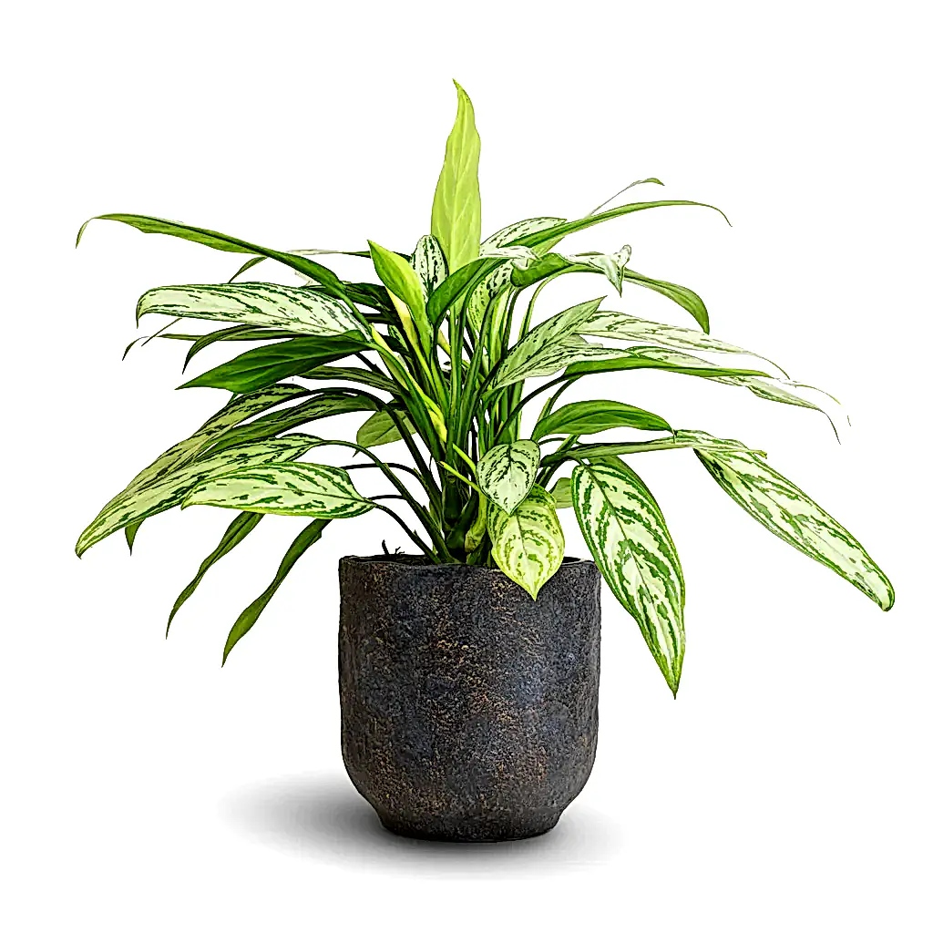 Aglaonema Silver Queen - Chinese Evergreen & Dave Plant Pot - Earth