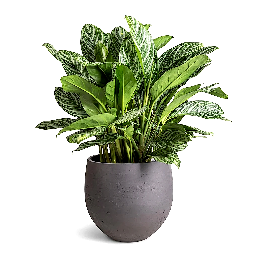 Aglaonema Stripes - Chinese Evergreen & Mini Orb Kevan Plant Pot - Black Washed