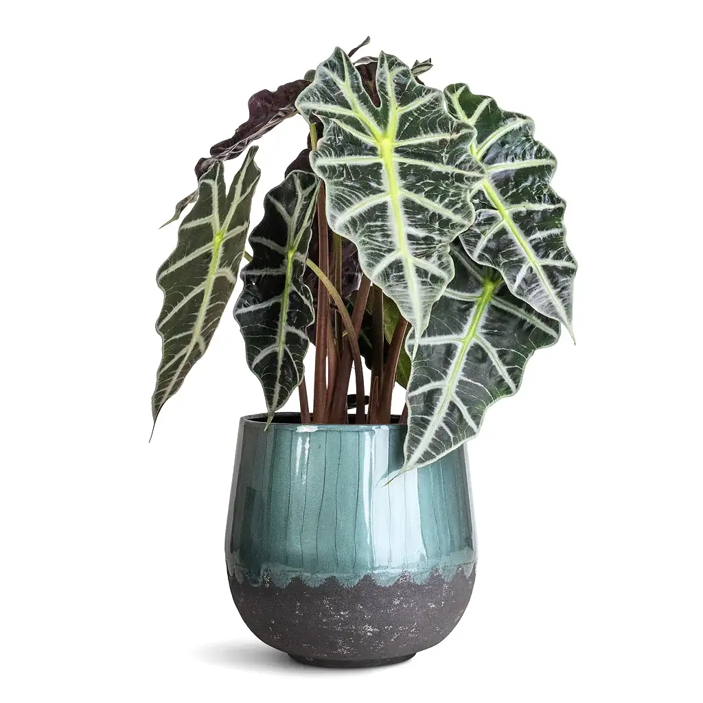 Alocasia amazonica Polly - 17x50cm In Ninthe Metal Pot Metallic Petrol - 23x21cm