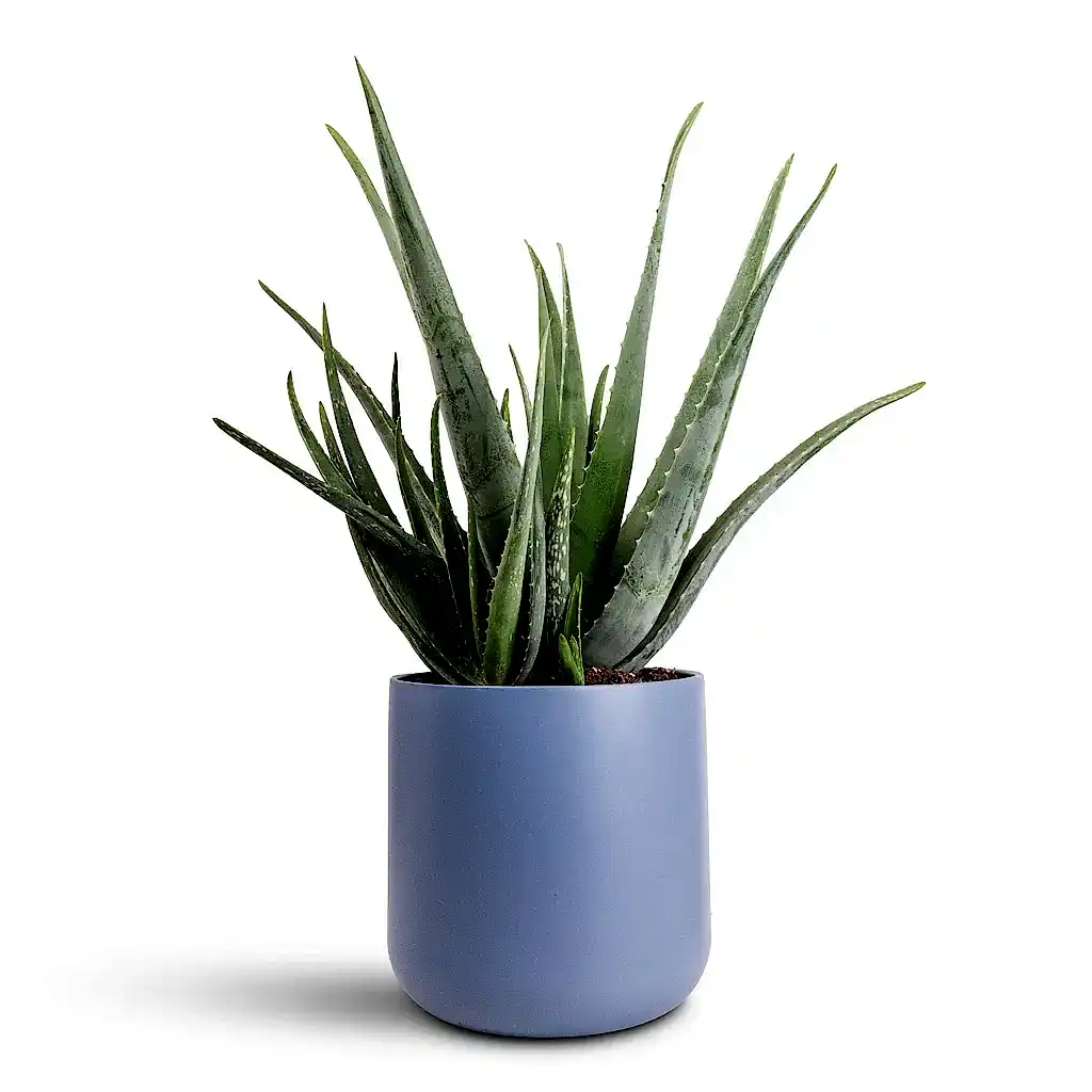 Aloe vera - 21x60cm In Lisbon Pot Powder Blue - 24x24cm