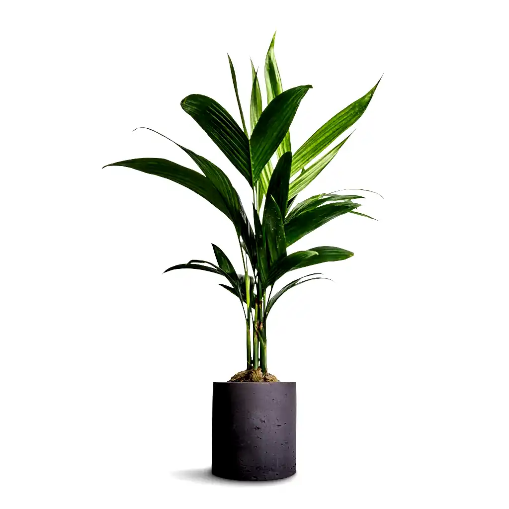 Areca catechu - Betel Nut Palm & Puk Plant Pot - Black Washed