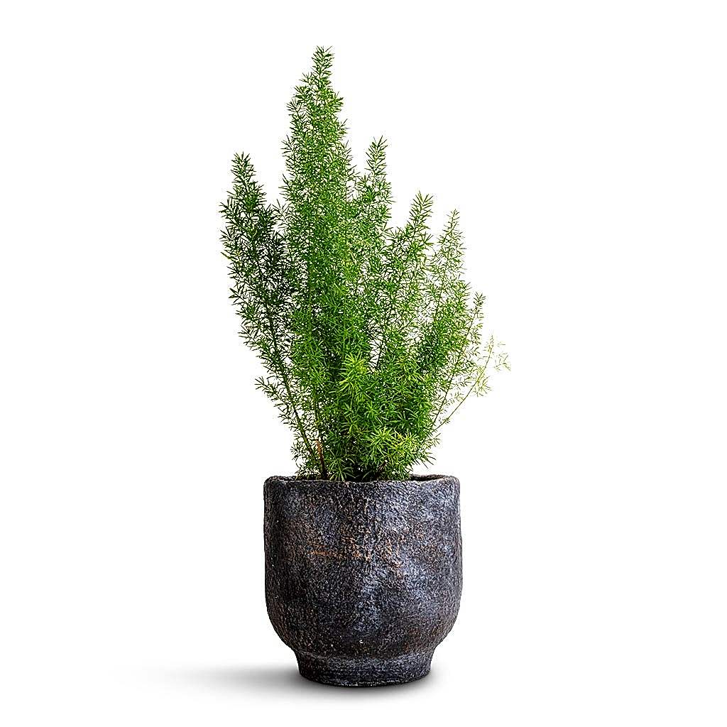 Asparagus densiflorus Myersii - Foxtail Fern & Dave Plant Pot - Earth
