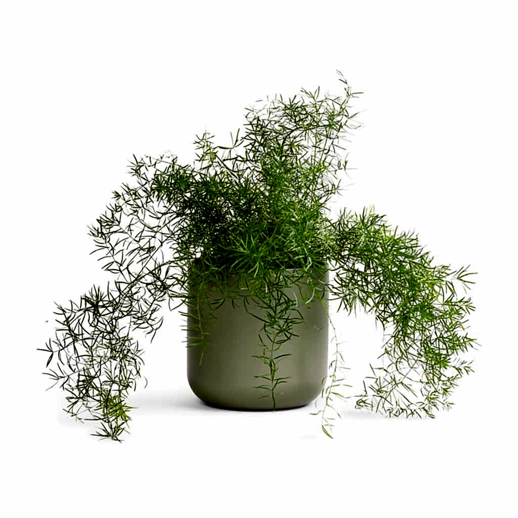 Asparagus densiflorus Sprengeri - Emerald Feather Fern & Lisbon Plant Pot - Sage