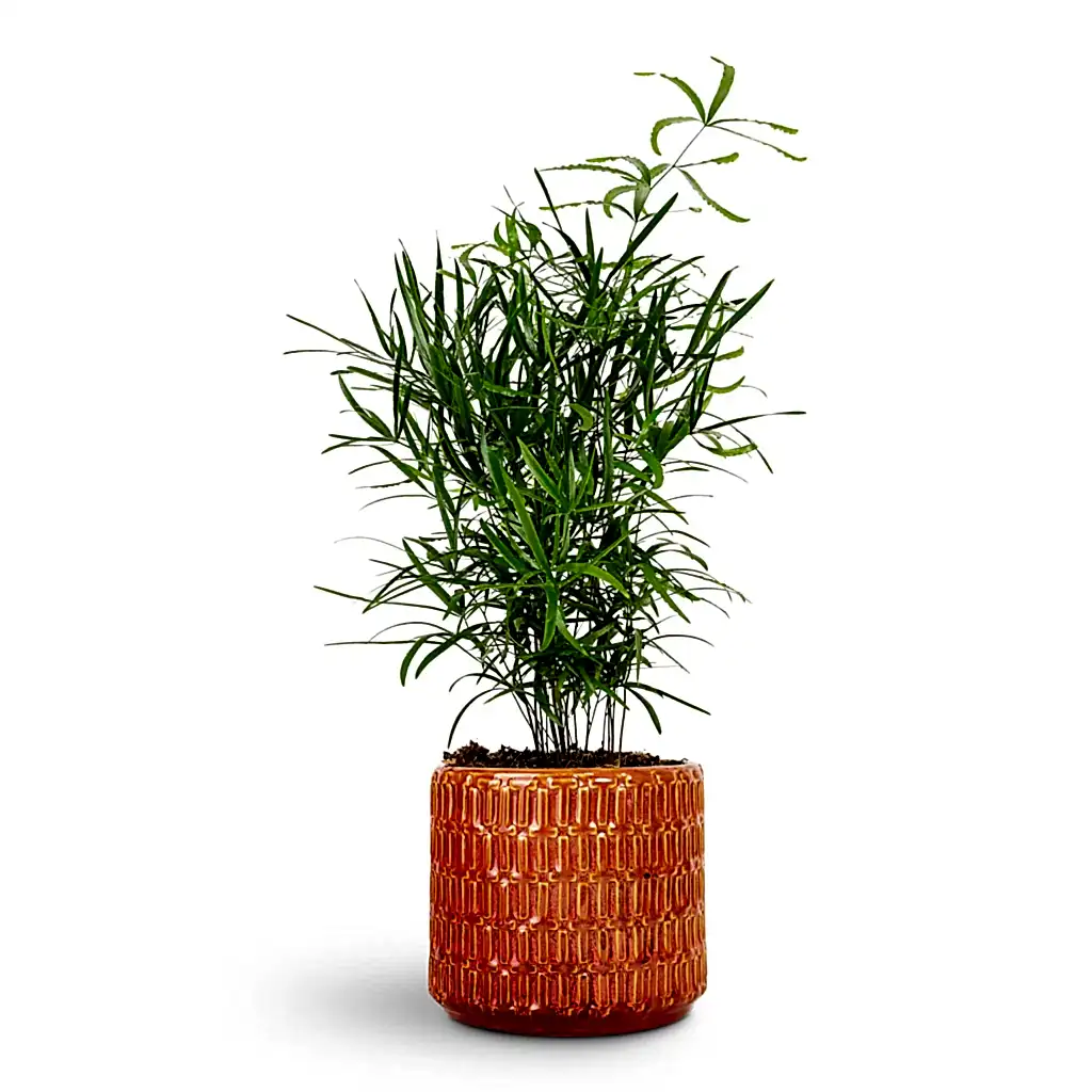 Asparagus falcatus Sicklethorn - 12x40cm & Flor Plant Pot Orange - 14x12cm
