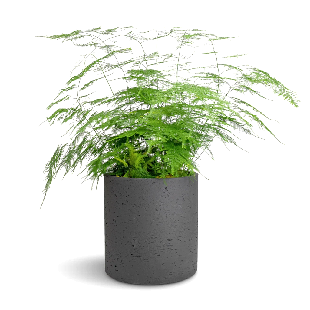 Asparagus setaceus - Lace Fern & Puk Plant Pot - Black Washed
