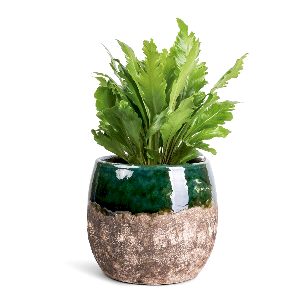 Asplenium nidus Campio - Champion's Bird's Nest Fern & Lindy Plant Pot - Black Green
