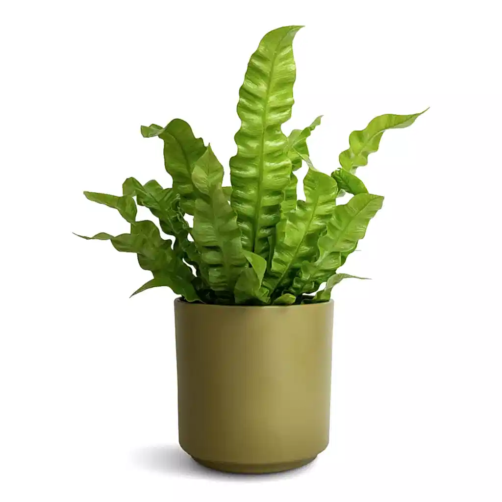 Asplenium nidus Crispy Wave - Pleated Bird's Nest Fern & Prague Plant Pot - Olive
