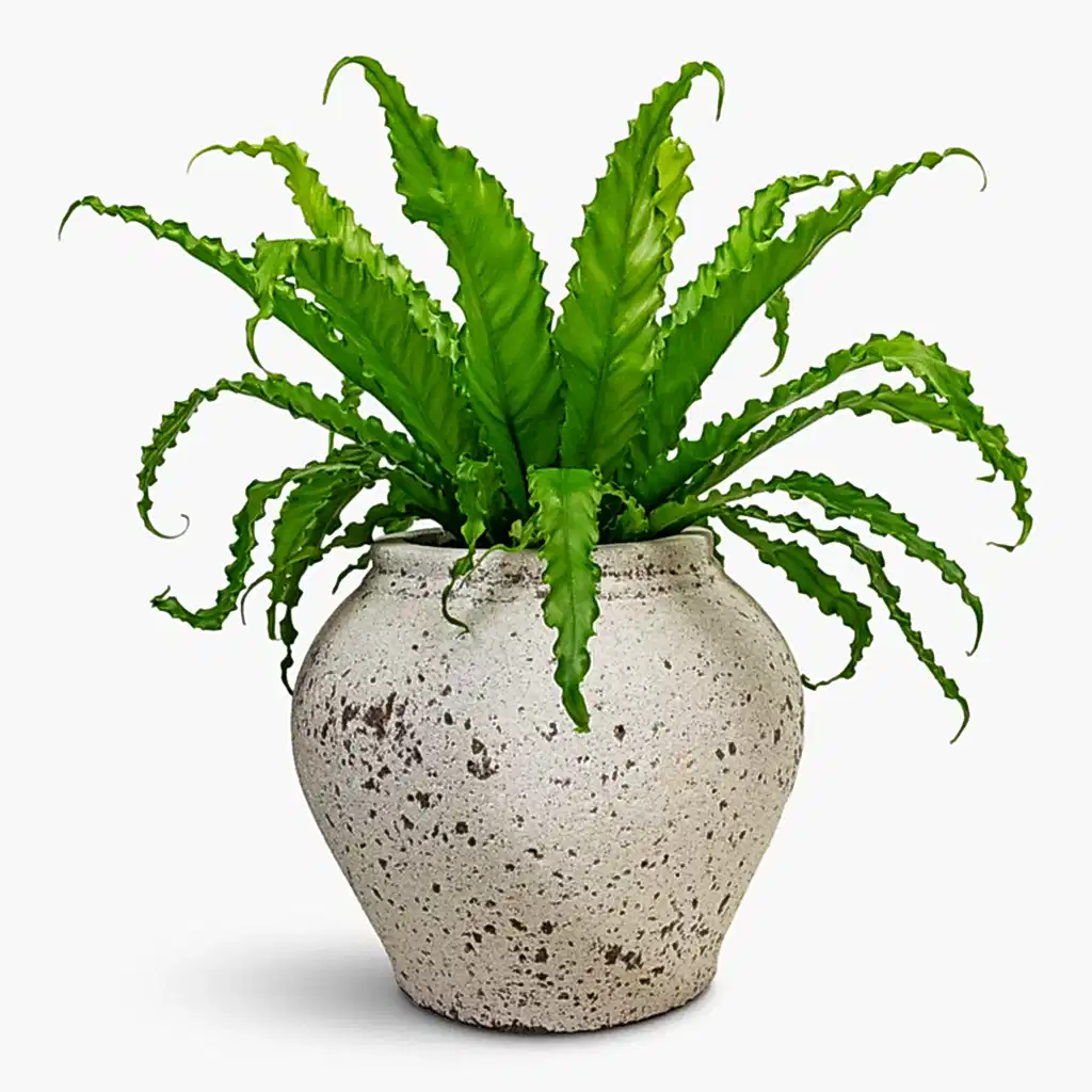 Asplenium Osaka Japanese Birds Nest Fern 17x50cm & Zeus Mediterranean Planter Chalk White - 37x32cm