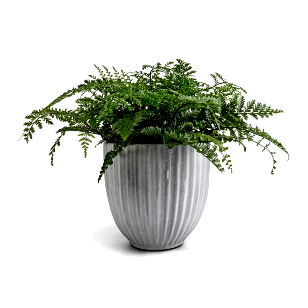 Asplenium Parvati - Mother Fern & Lagos Plant Pot - Cement