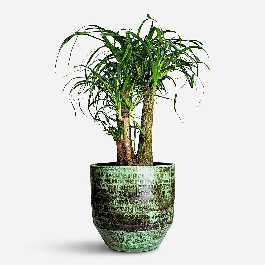 Beaucarnea Branched In Sanna Plant Pot Moss Green