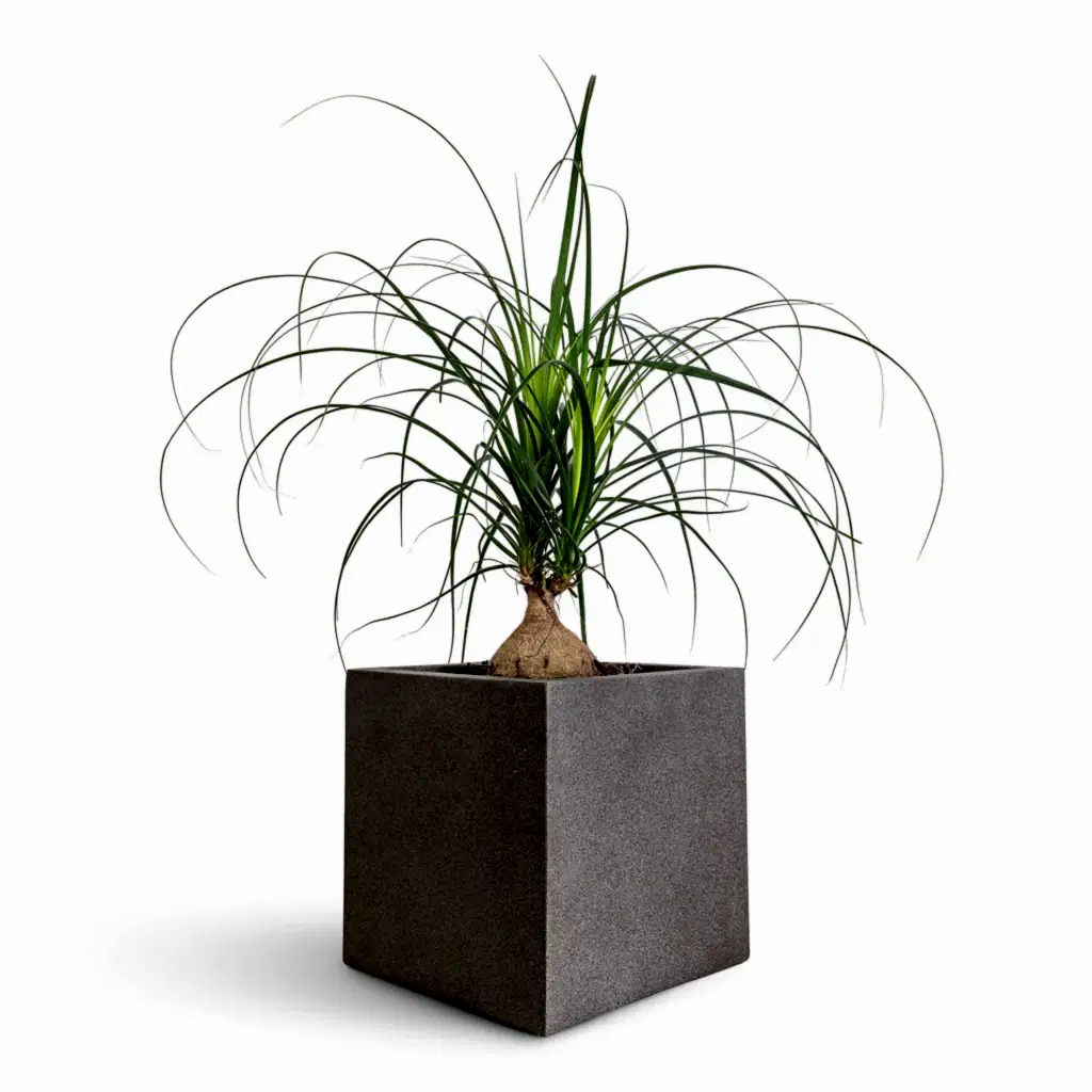 Beaucarnea Orb - 17x75cm In Grigio Cube Planter Natural Concrete - 30x30x30cm