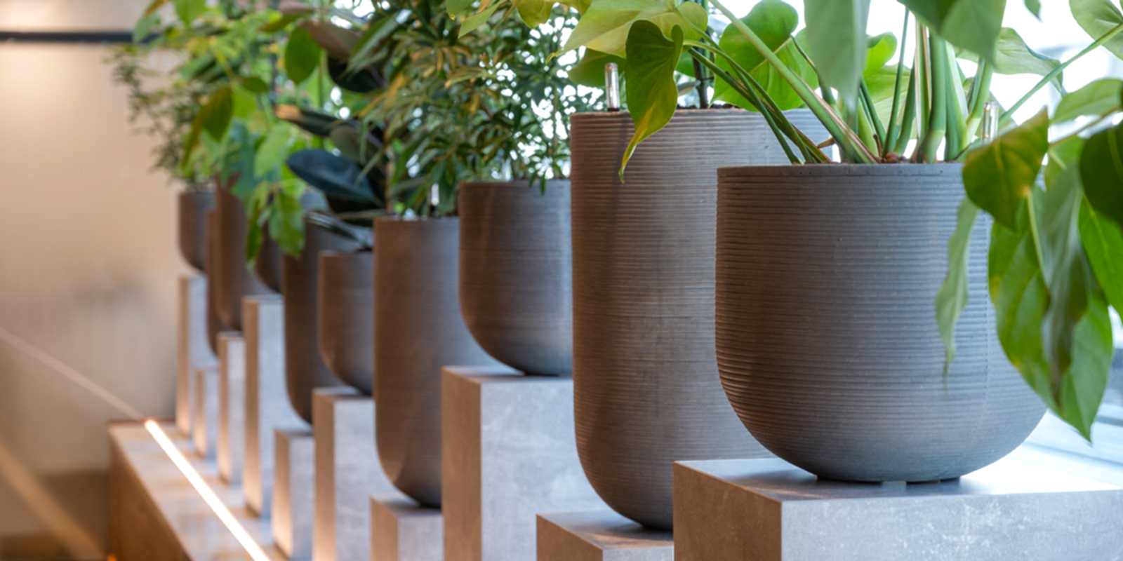 Buy Plants & Planters For Business - Plant Displays For Office, Retail & Hospitality