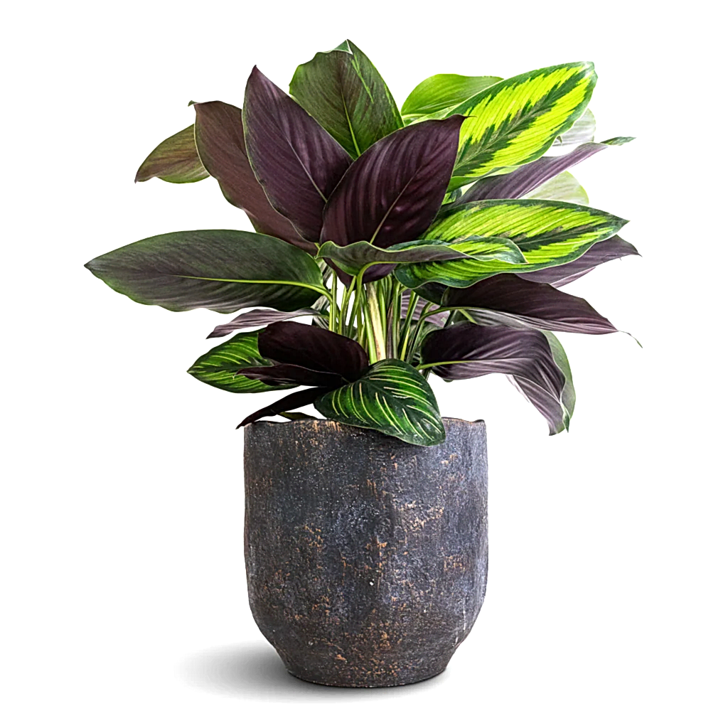 Calathea ornata Beauty Star & Dave Plant Pot - Earth