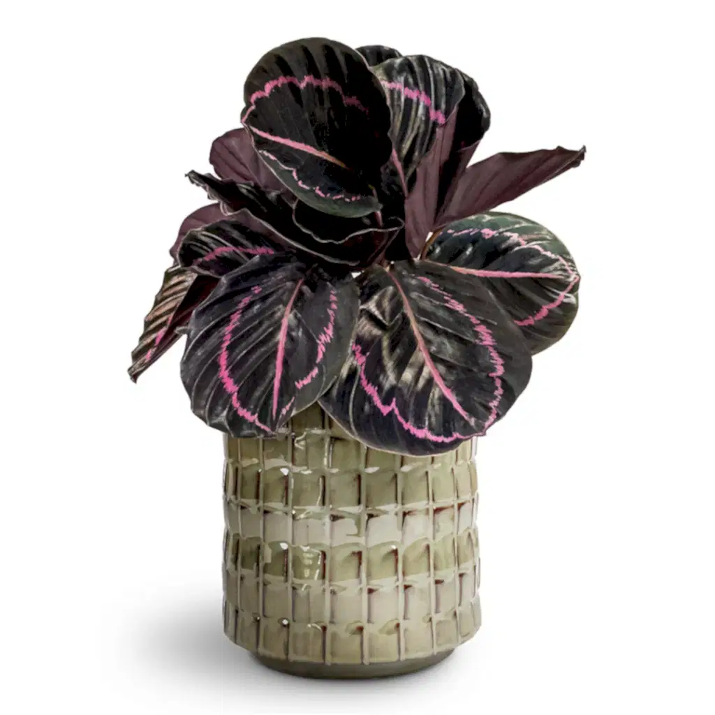 Calathea roseopicta Dottie Rose Painted Calathea - 14x45cm In Stian Plant Pot Moss Green - 21x20cm