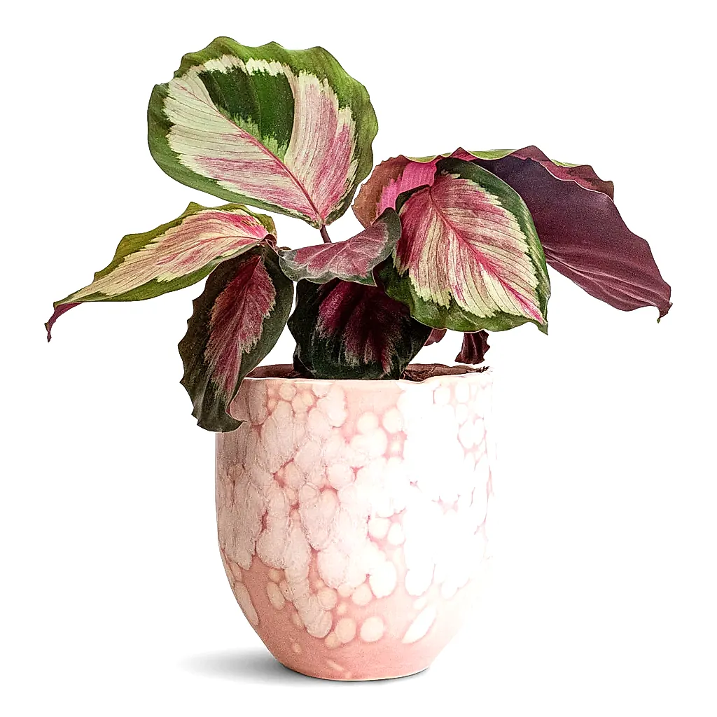 Calathea roseopicta Rosy - 12x35cm In Davide Pot Mauve Mist - 13x13cm