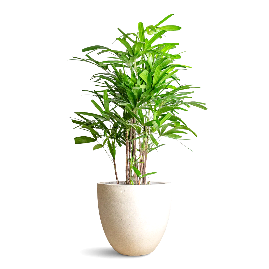 Caryota mitis Fish Tail Grigio Egg Pot Planter Antique White Concrete