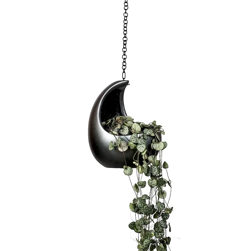 Ceropegia woodii - String of Hearts & Gradient Hanging Cocoon - Matt Grey