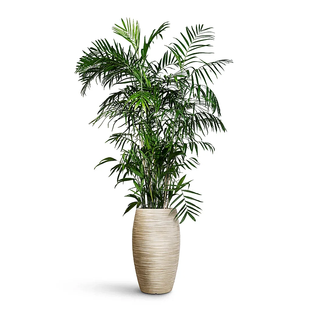 Chamaedorea seifrizii Bamboo Palm - 27x150cm In Dune Emperor Planter  Oat - 37 x 60cm