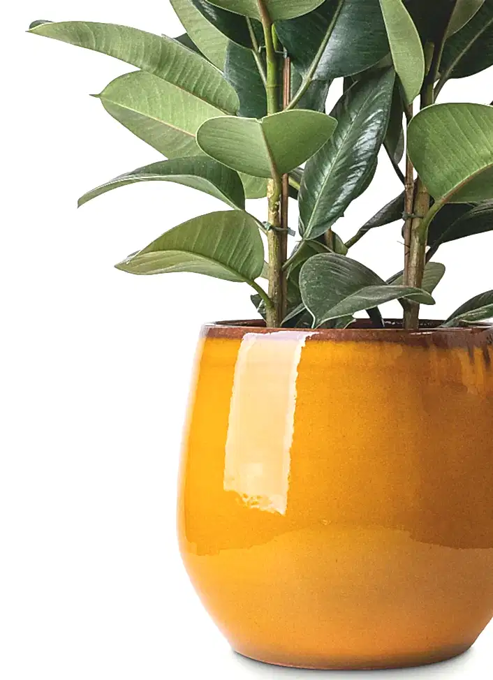 Ceramic Plant Pots