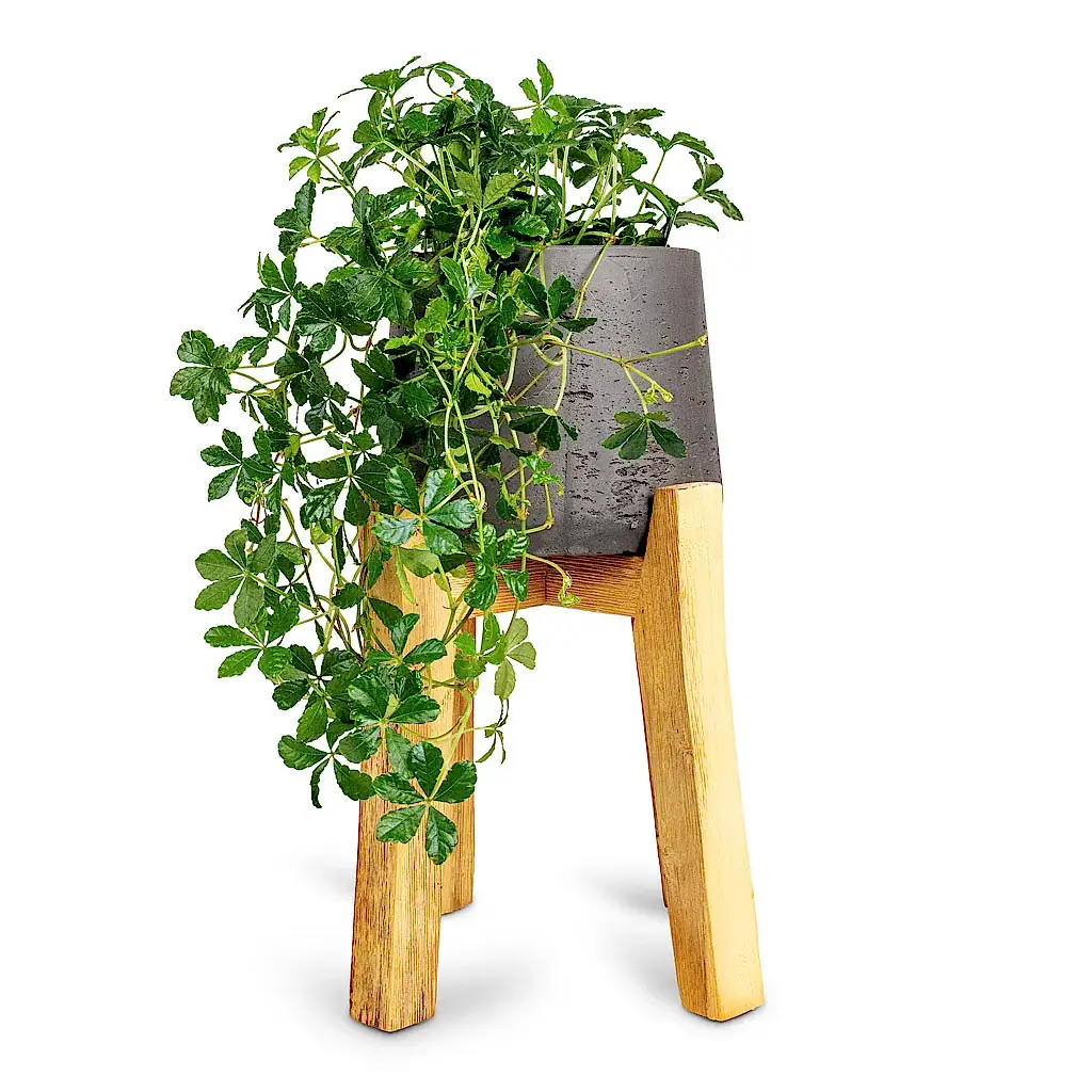 Cissus striata parthenocissus Verona Vein - 12x20cm In Patt Plant Pot Tall Stand Black Washed - 23x34cm
