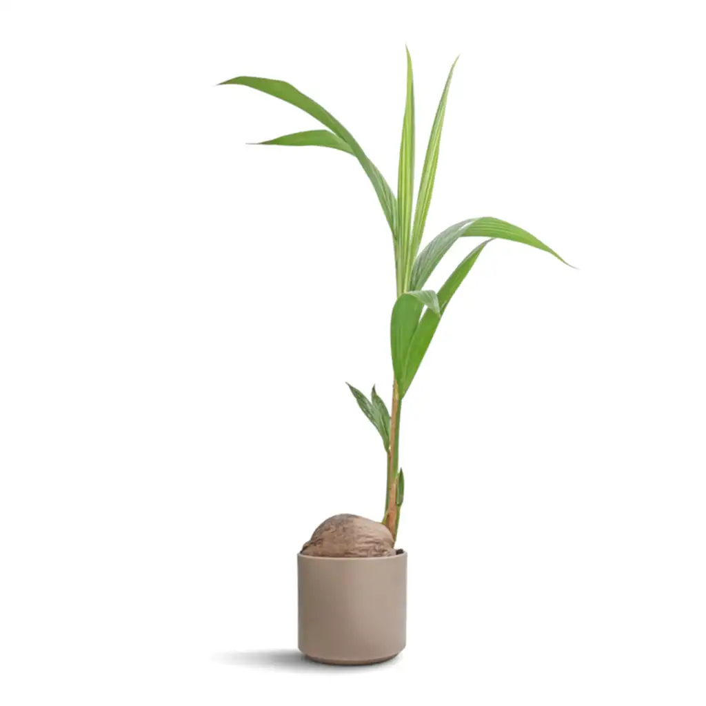 Cocos nucifera - Coconut Palm Tree & Prague Plant Pot - Taupe