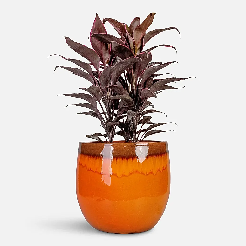 Cordyline fruticosa Mambo Hawaiian Ti Plant - 19x50cm In Charlotte Plant Pot Orange - 29x25cm