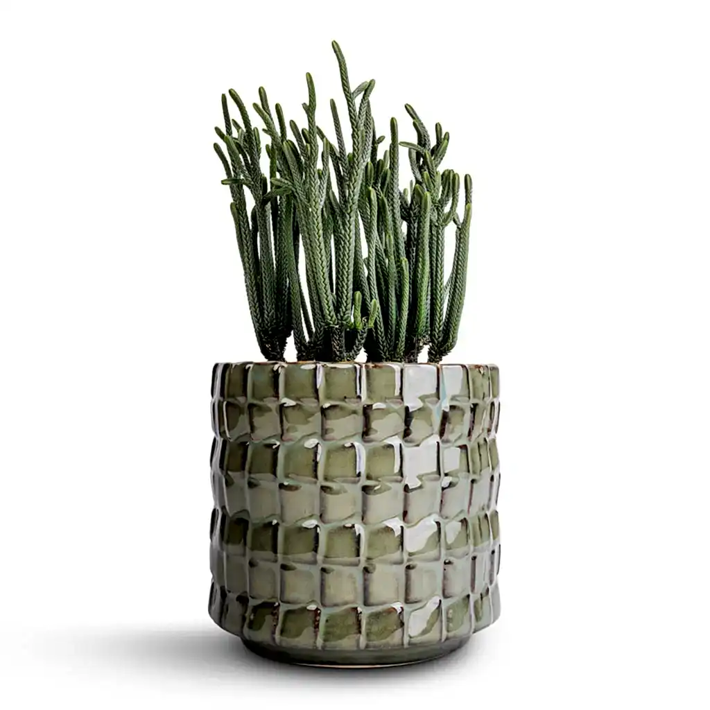 Crassula muscosa - Watch Chain Plant & Stian Plant Pot - Moss Green