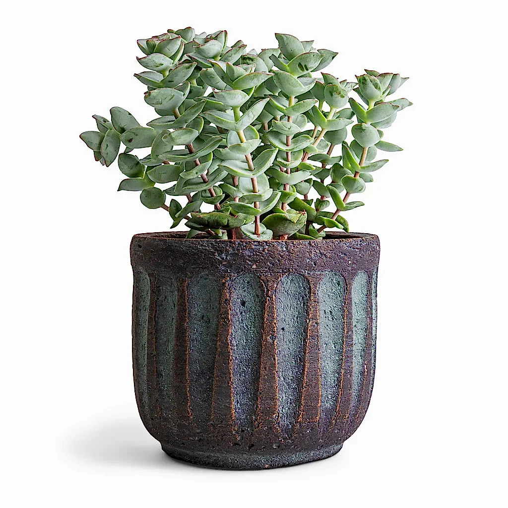 Crassula perforata - String Of Buttons & Duncan Plant Pot - Blue Gold