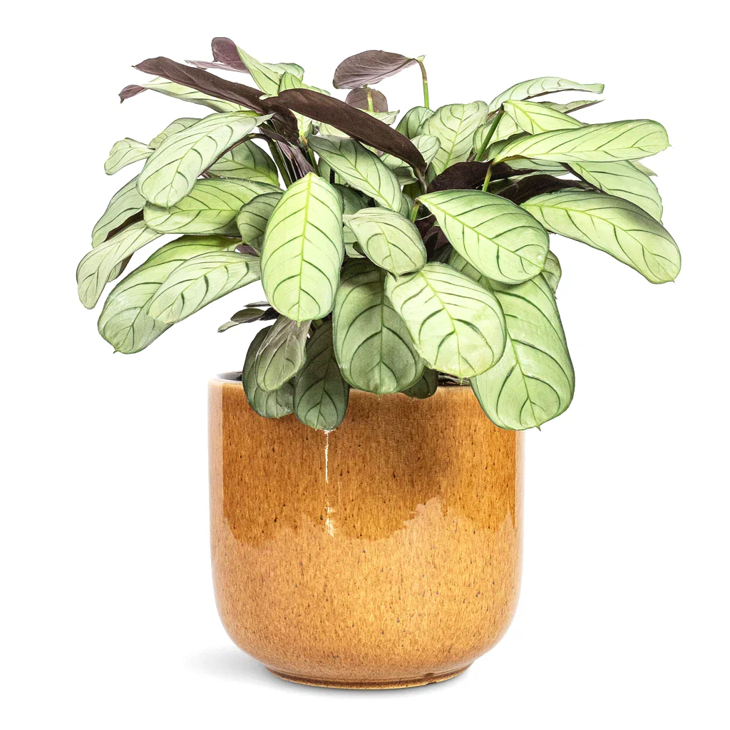 Ctenanthe burle marxii Amagris Never Never Plant - 14x30cm In Nine Plant Pot Caramel - 22x20cm