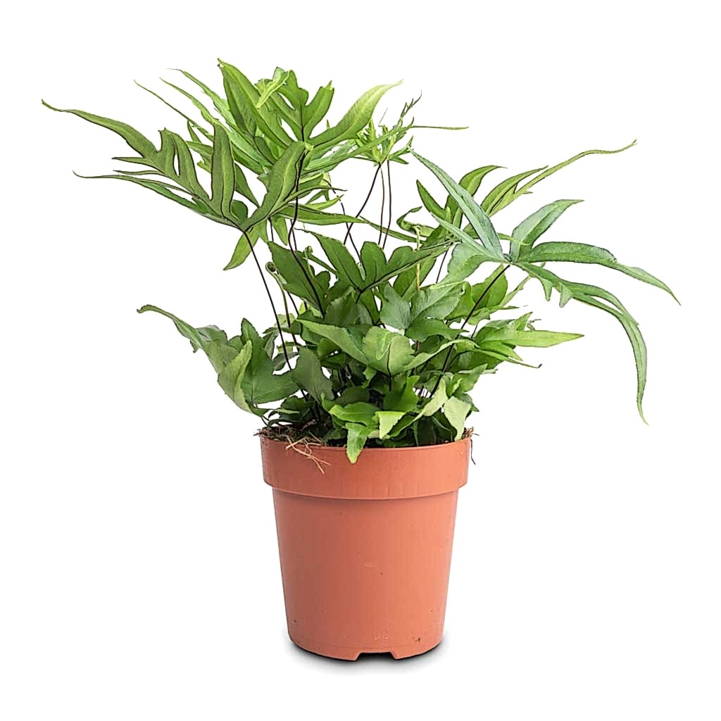 Doryopteris pedata - Digit Fern