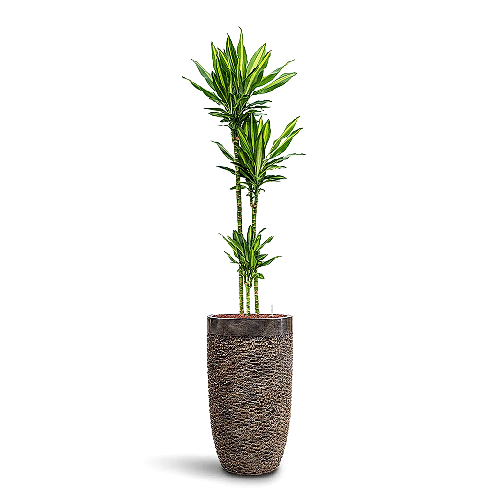 Dracaena Cintho Multi Stem HydroCare in Luxe Lite Layer Partner - Bronze - 38 x 190cm (3 stems)