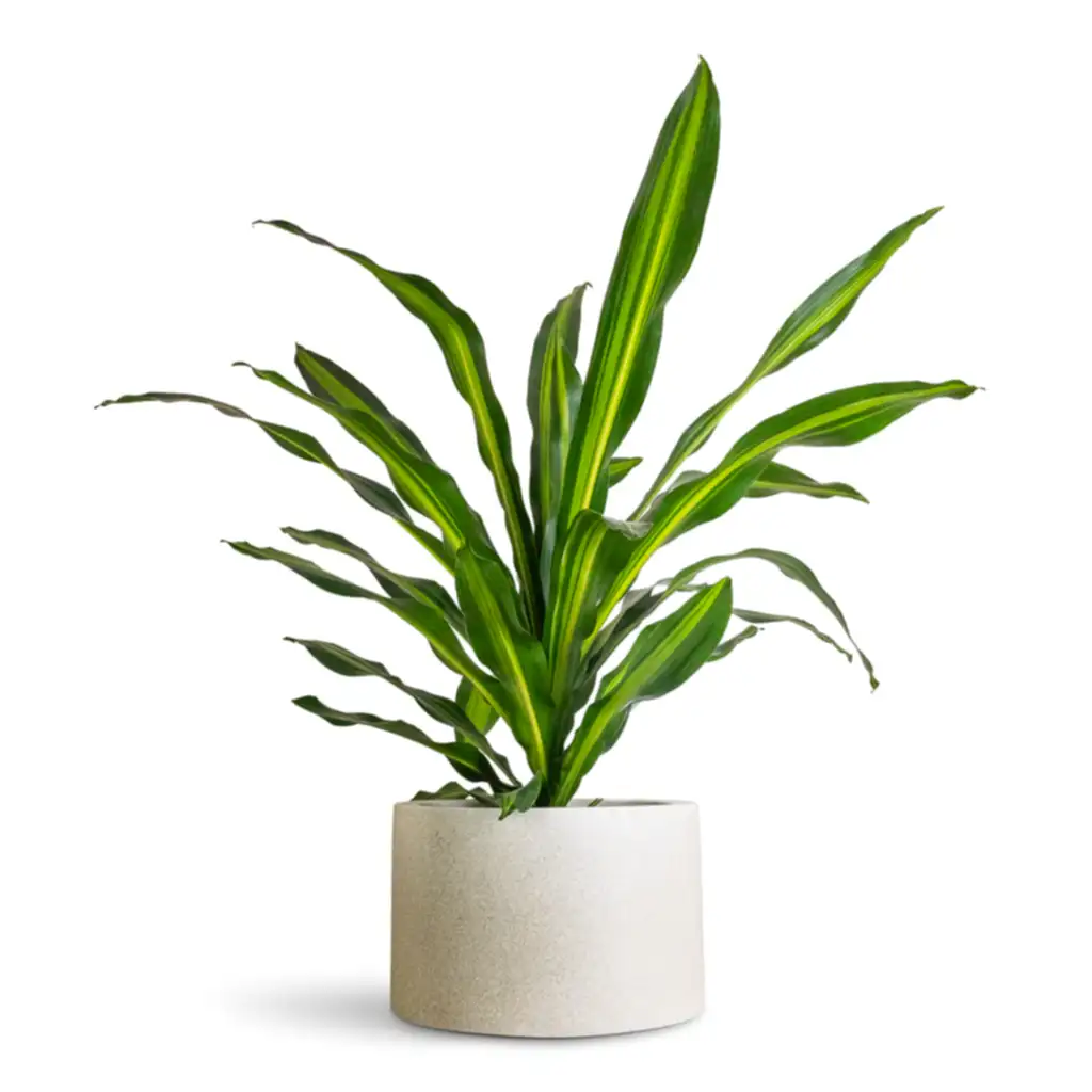 Dracaena frag. Burley - 24x100cm In Grigio Cylinder Planter Antique White Concrete - 48x32cm