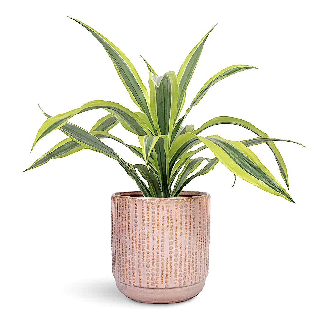 Dracaena fragrans Lemon Lime Head - 17x50cm In Cille Plant Pot Vintage Pink - 21x20cm
