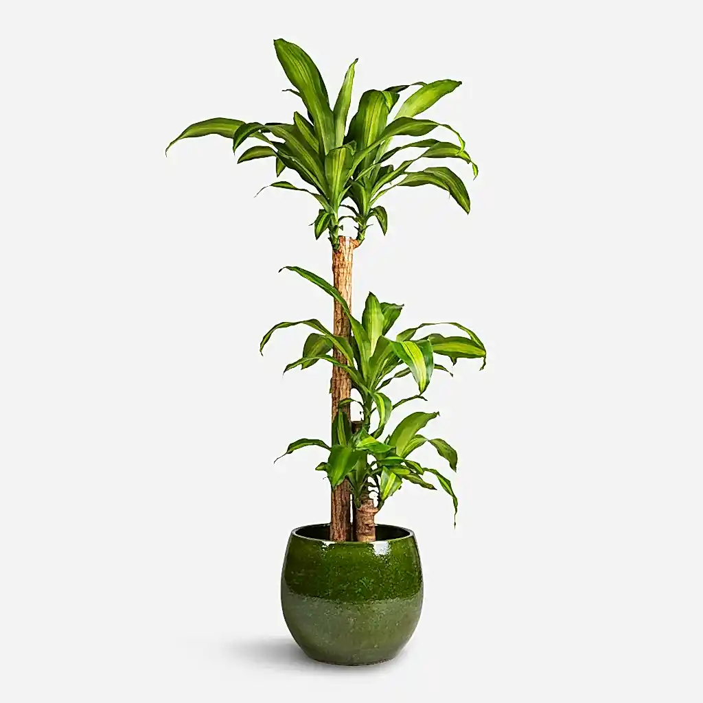 Dracaena fragrans Massangeana & Aimee Plant Pot - Pear