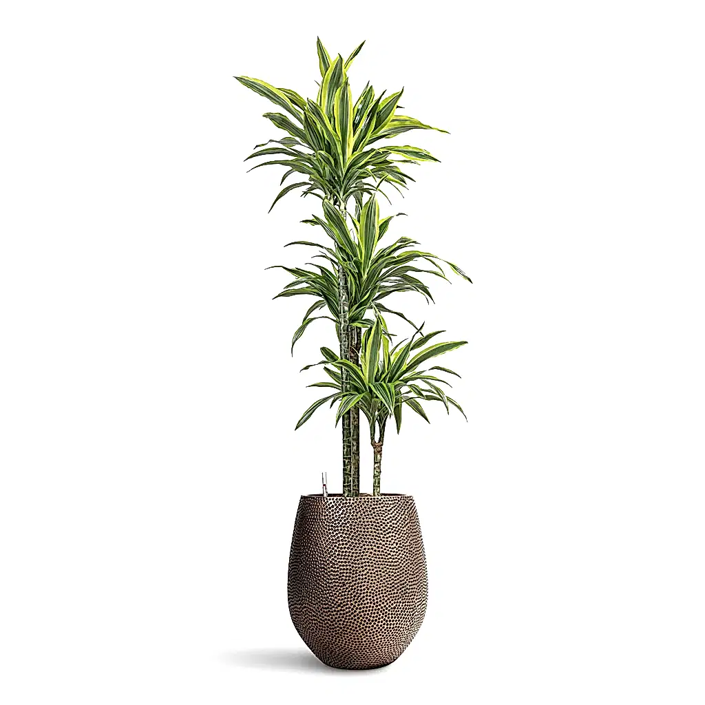 Dracaena Lemon Lime MS Hydro in Opus Hit Darcy Gold - 38x140-170cm-_3-stems
