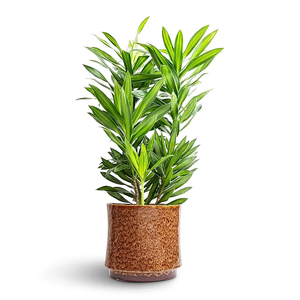 Dracaena reflexa Song of Jamaica & Nolan Plant Pot - Caramel