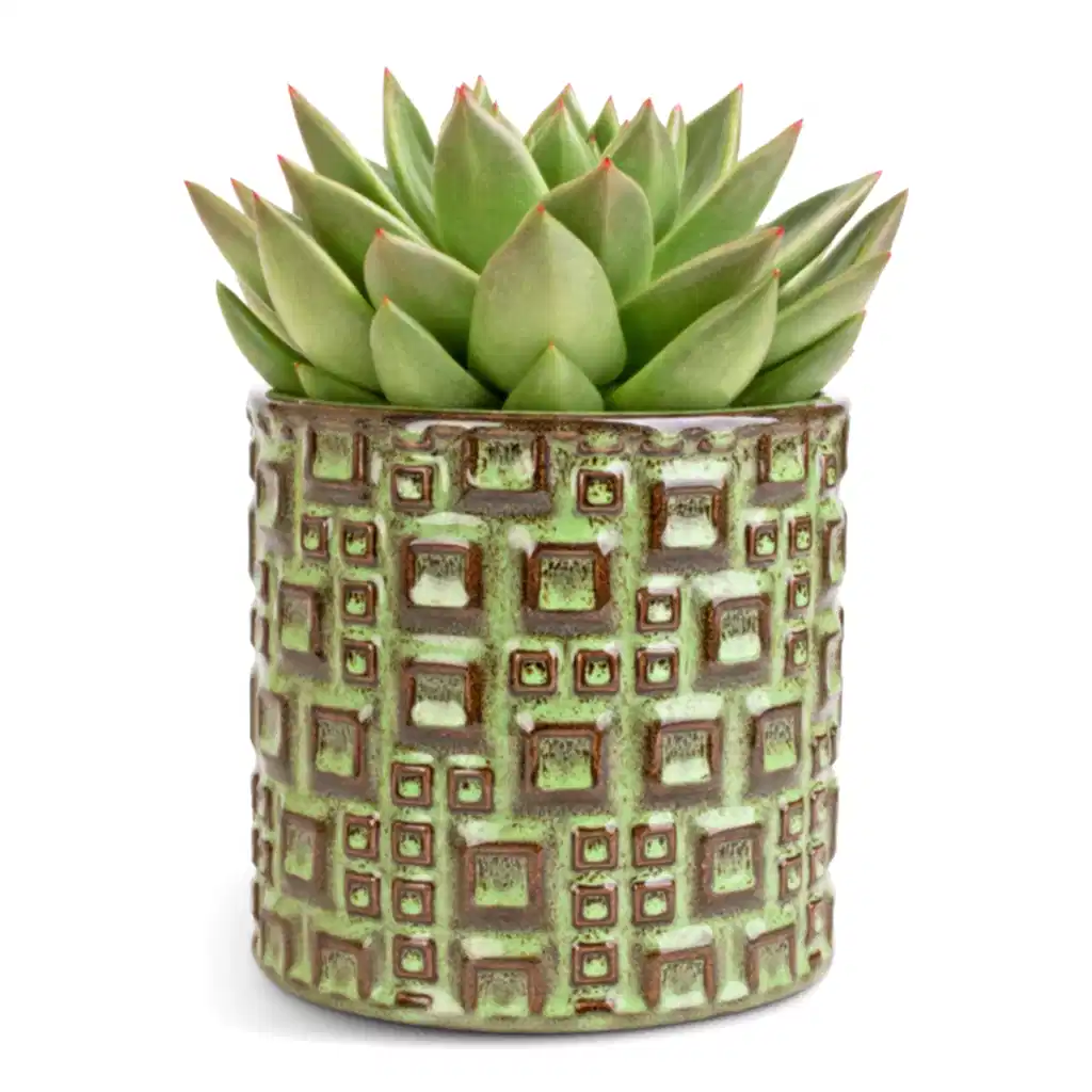 Echeveria agavoides Miranda