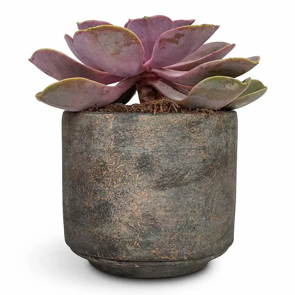 Echeveria Perle Von Nurnberg - 10.5x14cm In Saar Plant Pot Earth Cement - 12x11cm