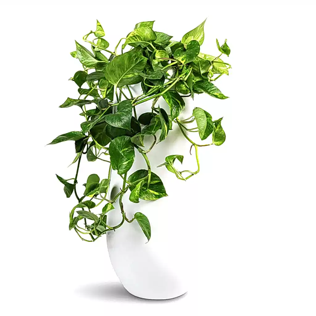 Epipremnum aureum Golden Pothos - 20x40cm & Nax Essentials Tall Planter Matt White - 35x70cm