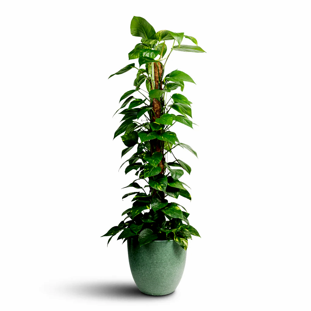 Epipremnum aureum - Golden Pothos - Moss Pole & Bola Artstone Plant Pot - Thyme