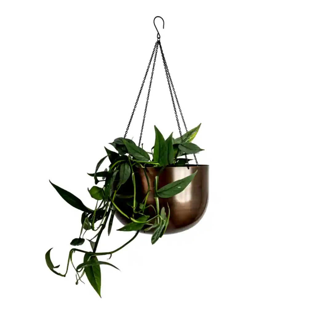 Epipremnum pinnatum - Cebu Blue Pothos & Mayfair Hanging Plant Pot - Mocha