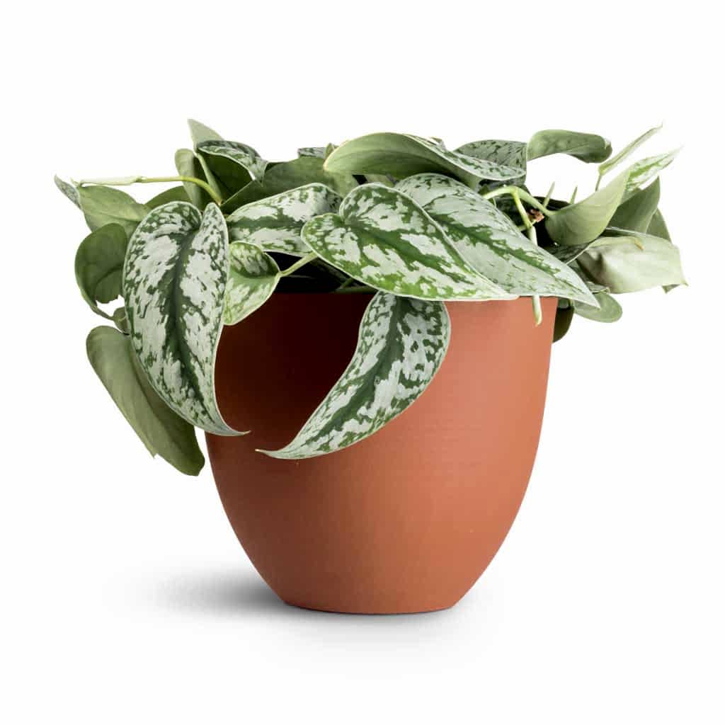 Epipremnum Trebie - Satin Pothos Trebie & Coral Refined Planter - Canyon Orange