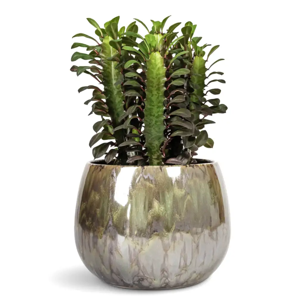 Euphorbia trigona rubra African Milk Tree - 12x30cm In Odile Plant Pot Green - 19x14cm