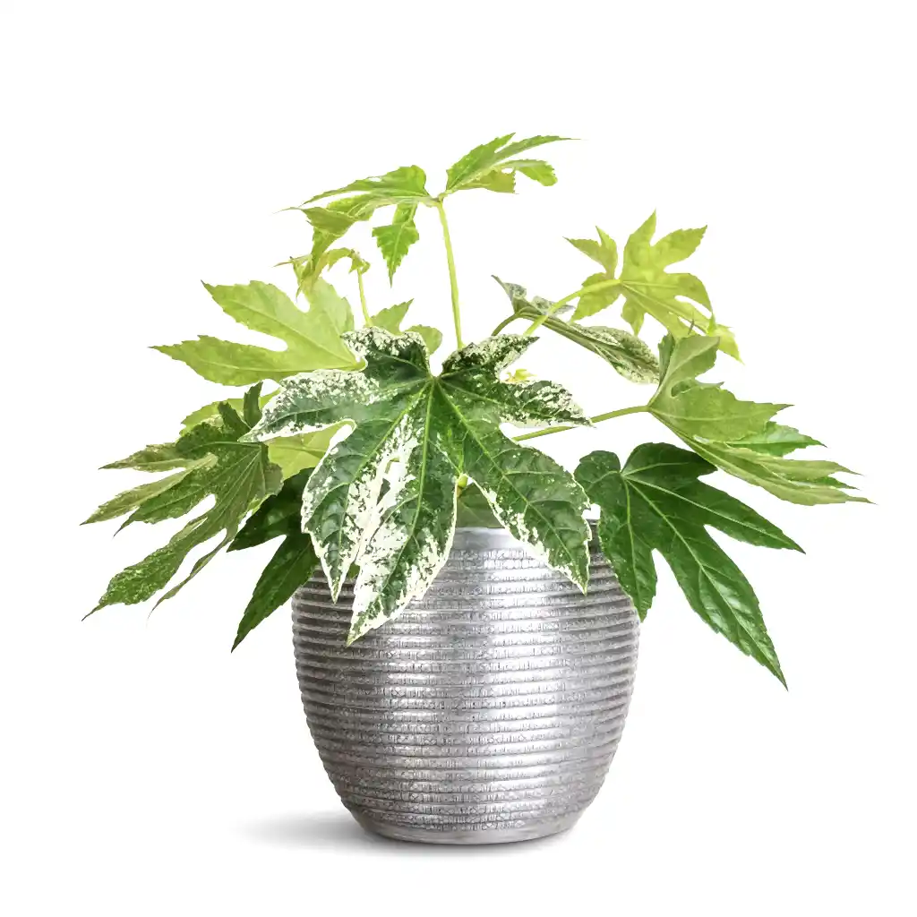 Fatsia japonica Variegated - 17x40cm In Elise Metal Pot Lead - 21x16cm