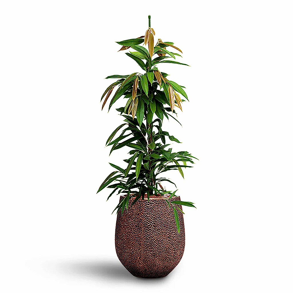 Ficus Amstel King HydroCare in Opus Hit Darcy - Gold