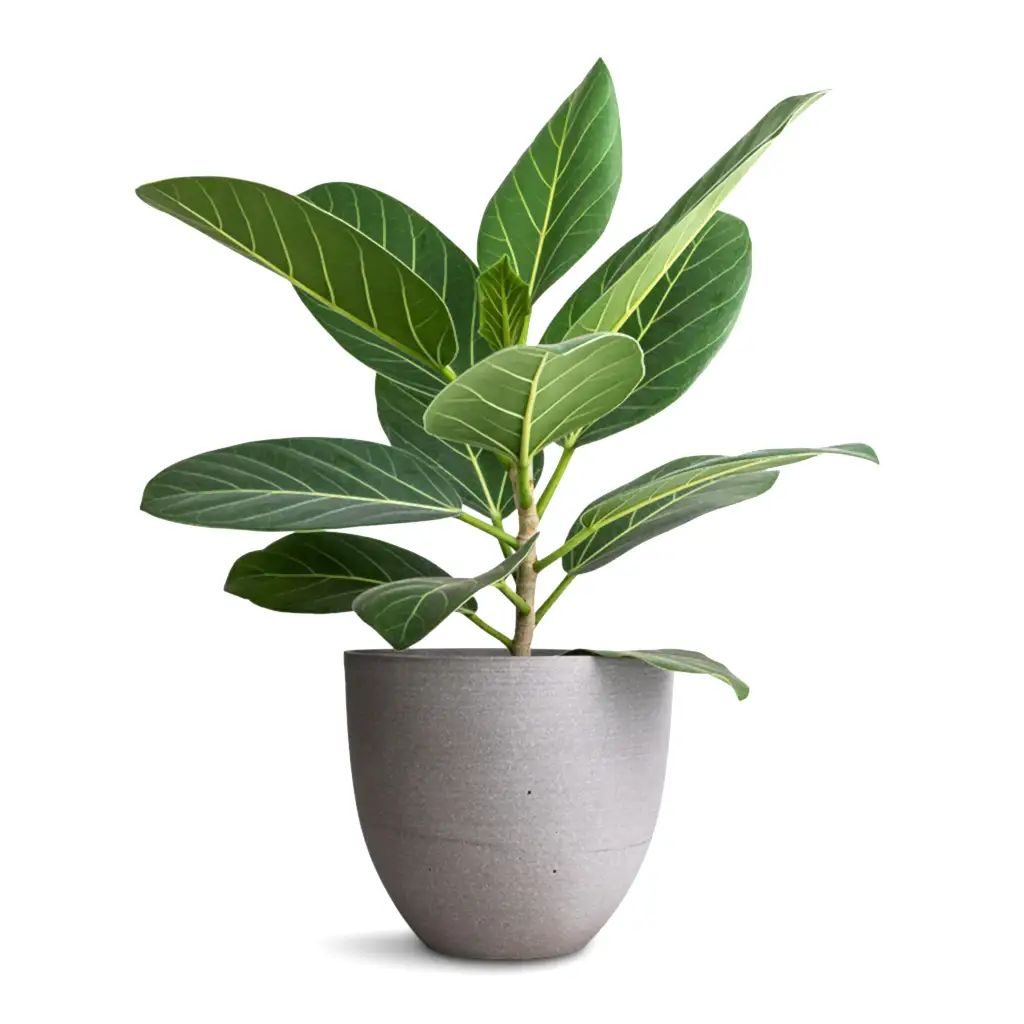 Ficus benghalensis Audrey - Bengal Fig & Coral Refined Planter - Clouded Grey